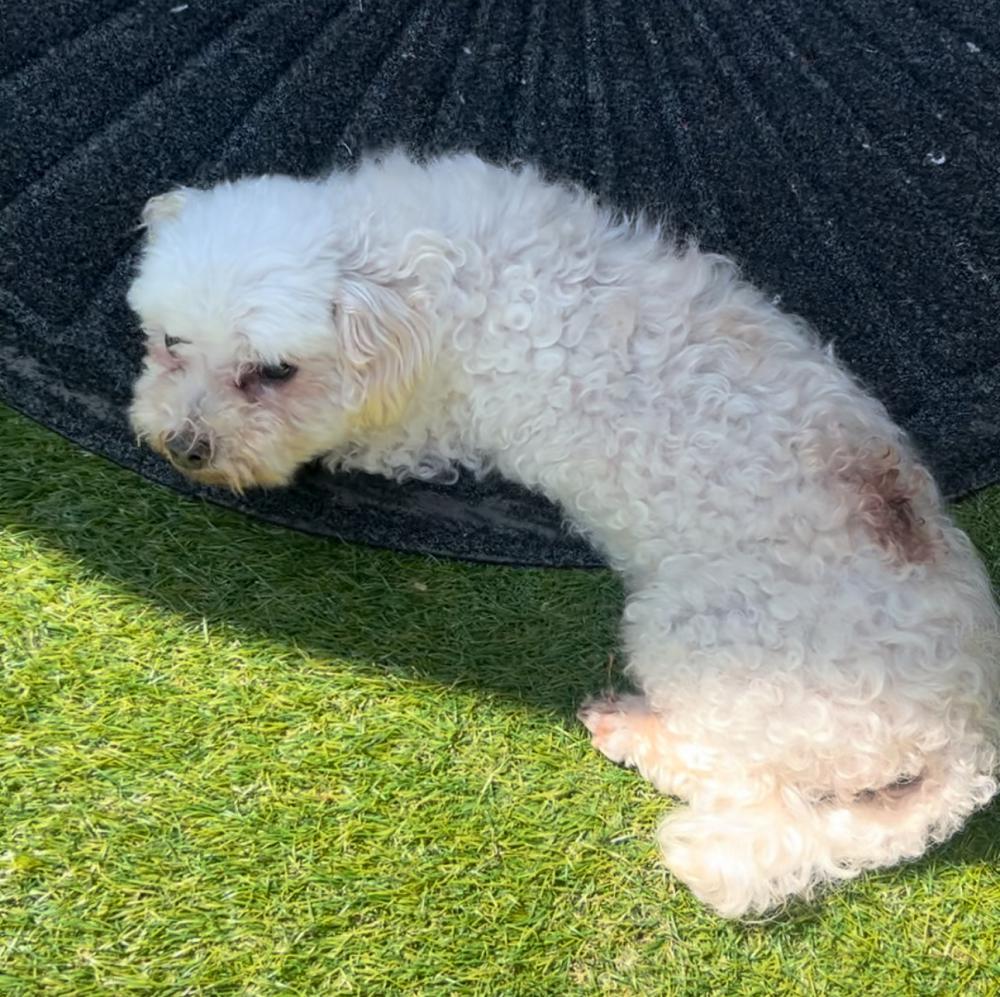 Image of Jang-ah (??)/ Lams, Lost Dog