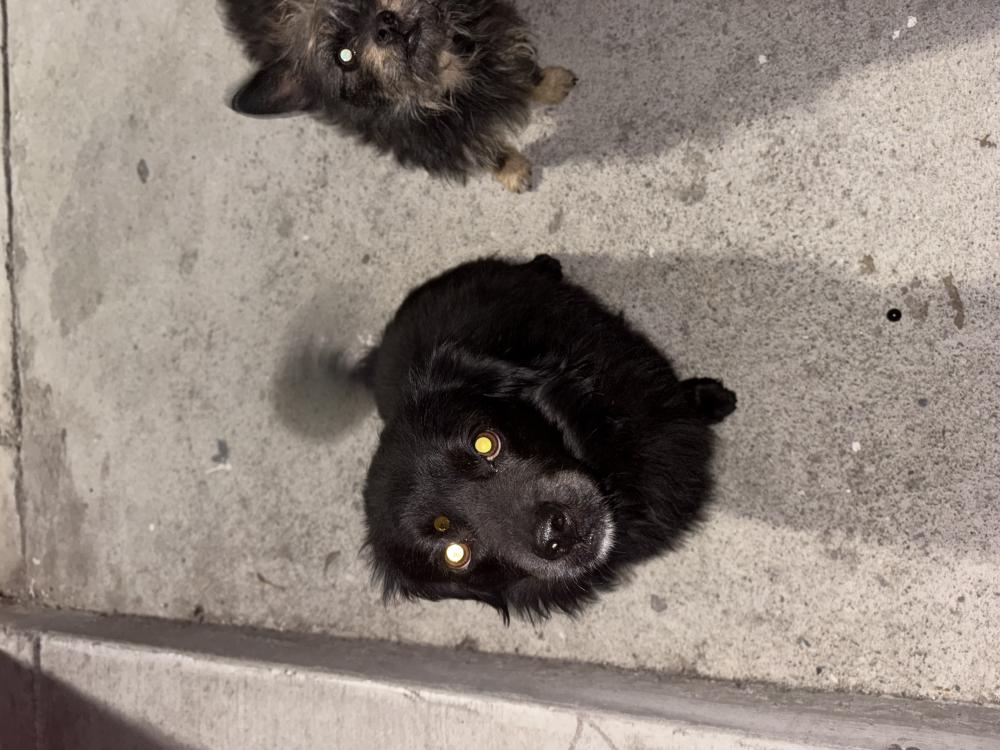 Image of UNKNOWN, Found Dog