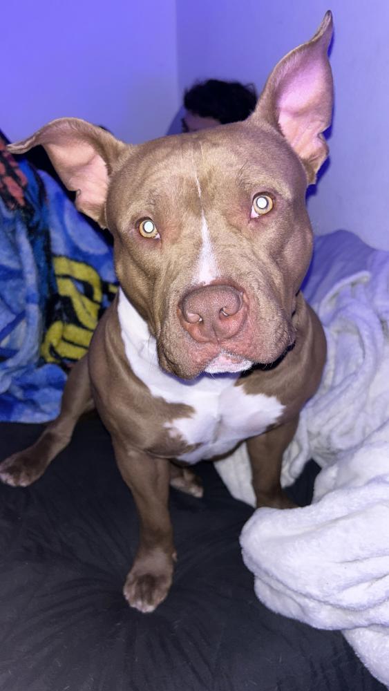 Image of kilo, Lost Dog