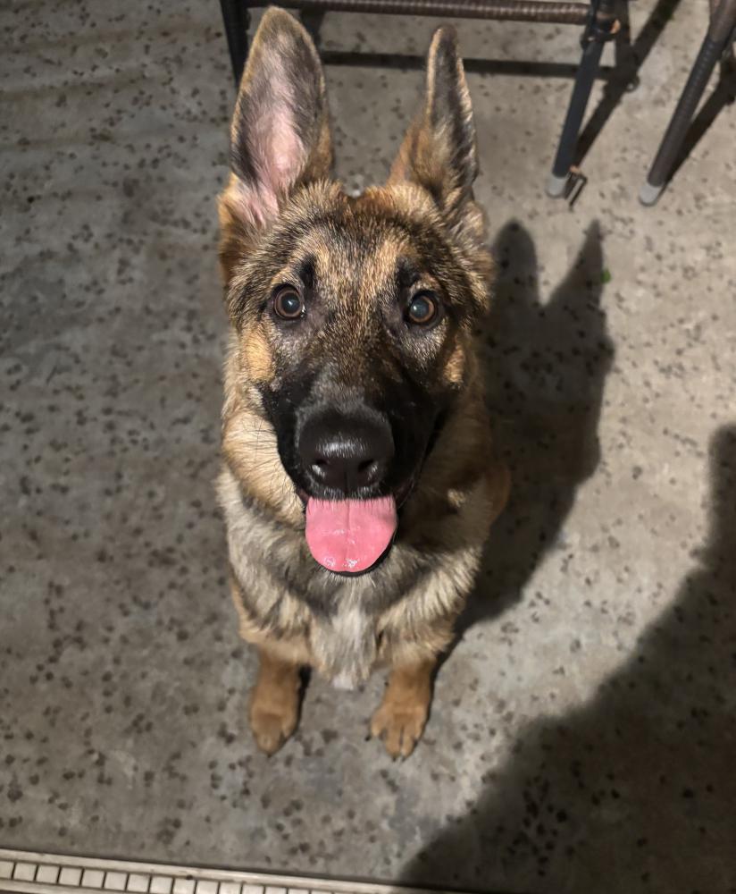 Image of Unknown, Found Dog