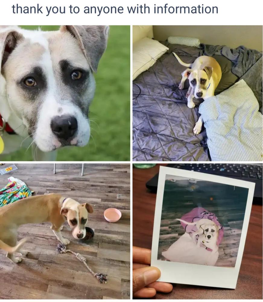 Image of Hopper, Lost Dog