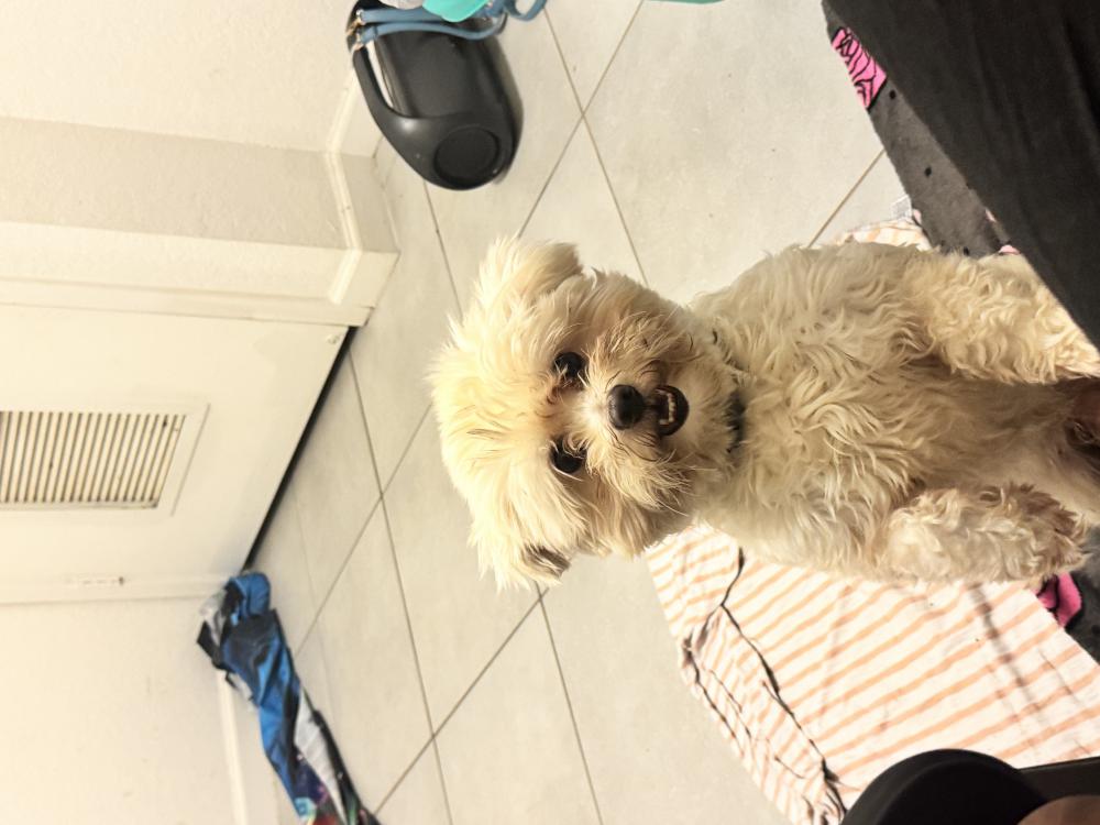 Image of Cleo, Lost Dog
