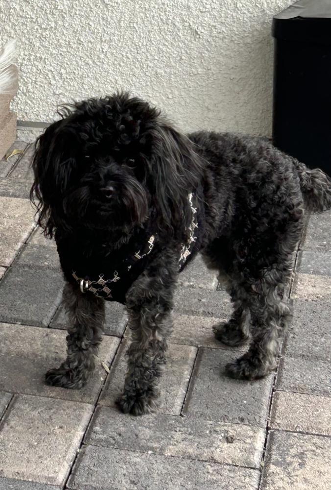 Image of Rosie, Lost Dog