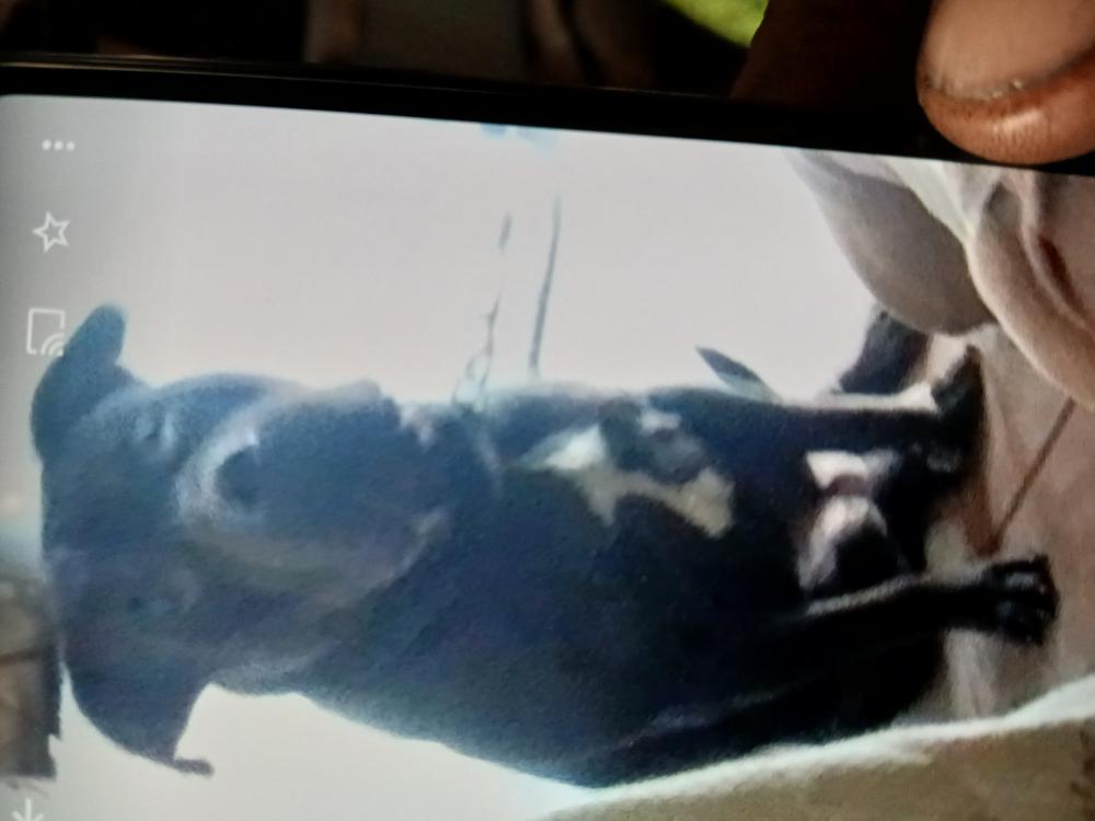 Image of Negro, Lost Dog