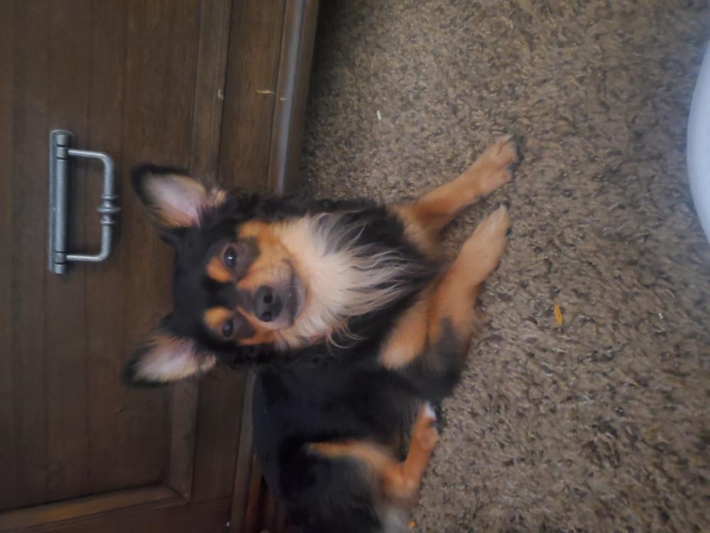 Image of Blacky, Lost Dog