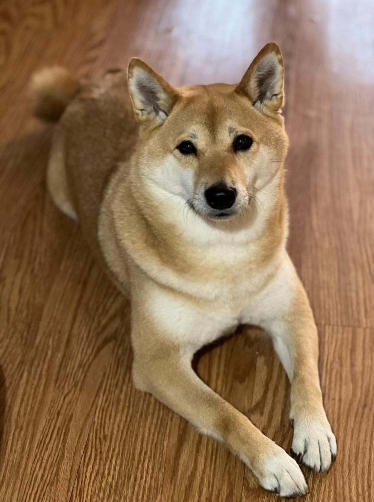 Image of Akira, Lost Dog