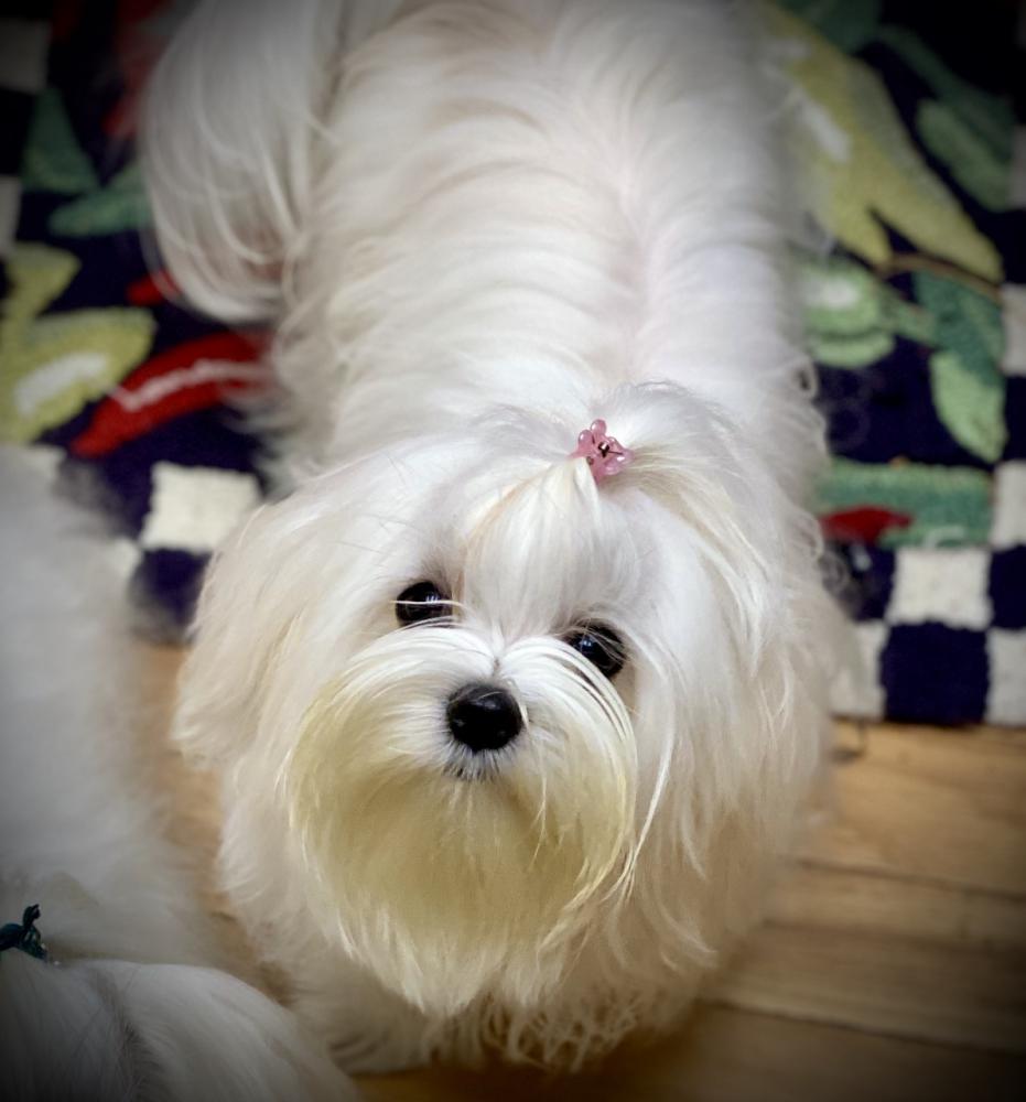 Image of Mini-Dog, Lost Dog