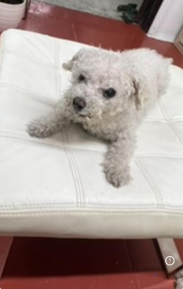 Image of Lola, Lost Dog