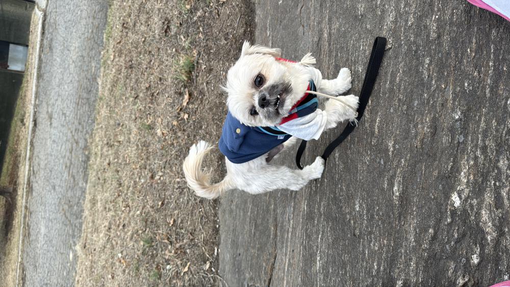 Image of Rex, Lost Dog