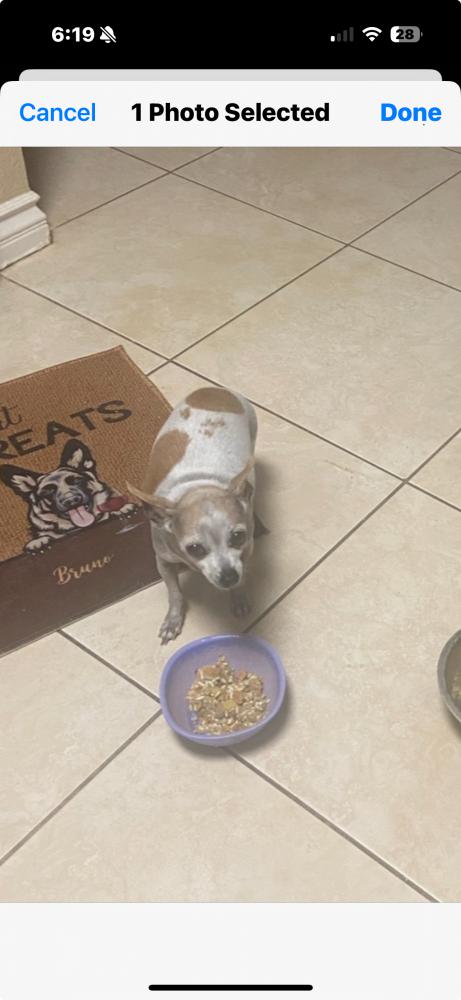 Image of Rosie, Lost Dog