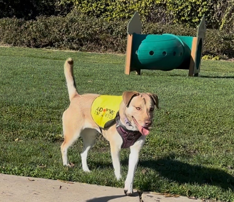 Image of Sadie / Sade, Lost Dog