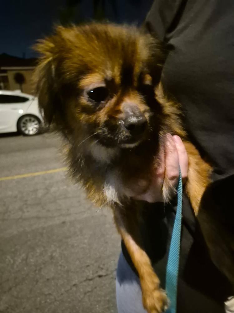 Image of Unknown, Found Dog