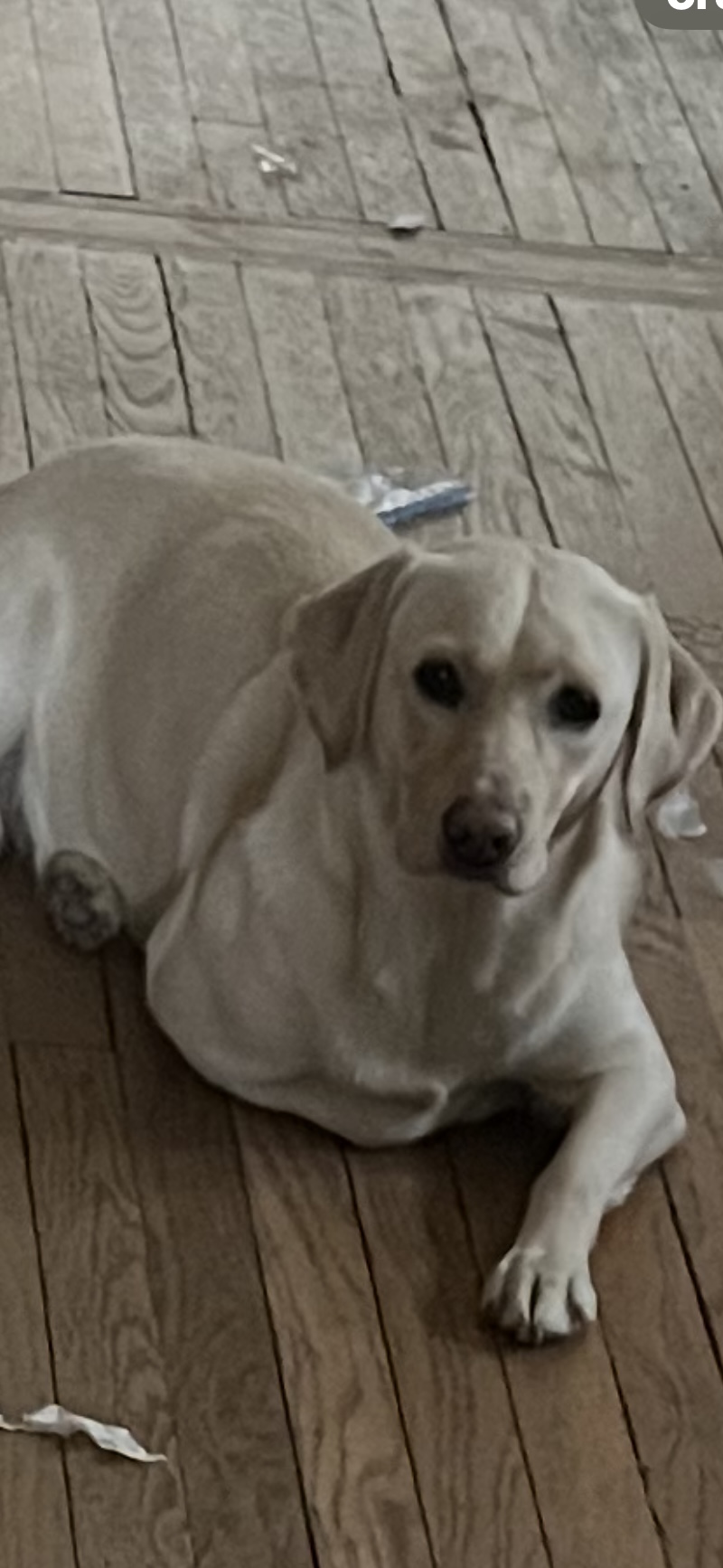 Image of LUCY, Lost Dog
