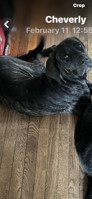 Image of SASHA, Lost Dog