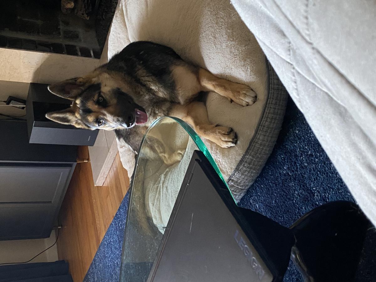 Image of Unknown, Found Dog