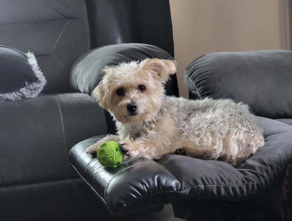 Image of Roxy, Lost Dog