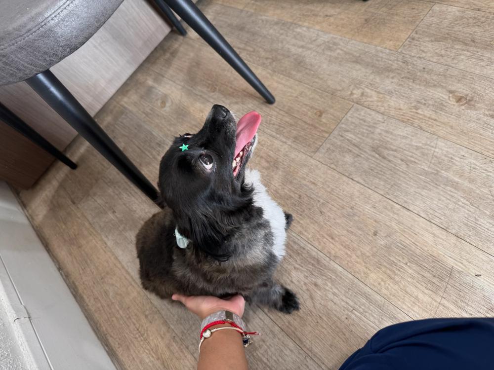 Image of Mimi, Lost Dog