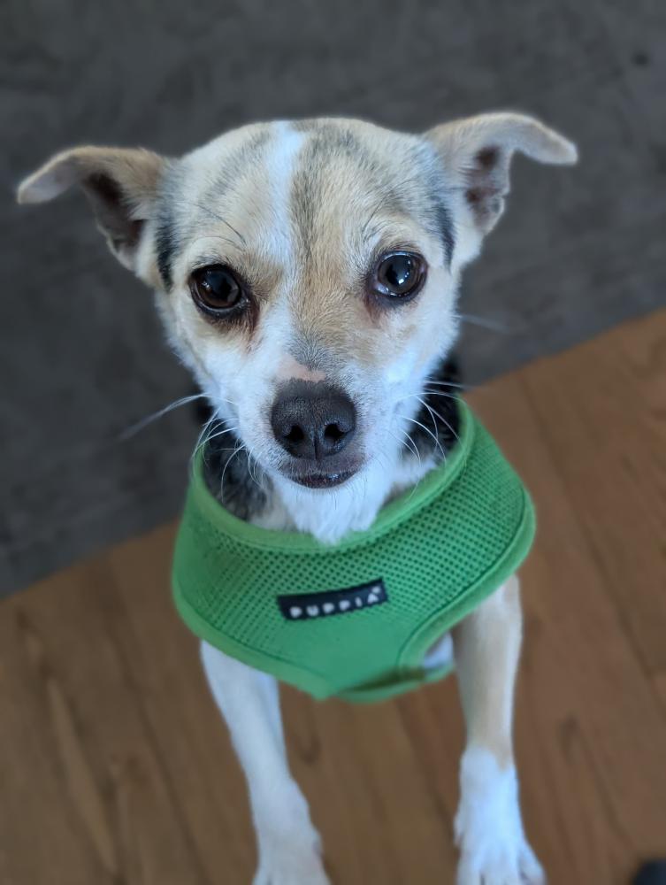 Image of Unknown, Found Dog