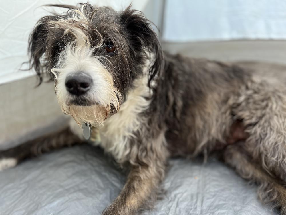Image of Tuna, Lost Dog