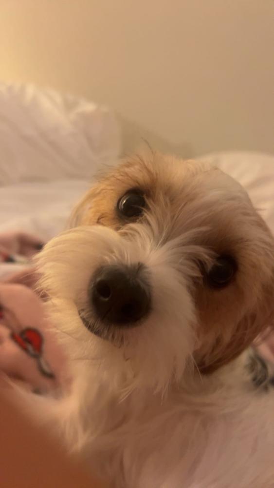 Image of Pebbles, Lost Dog