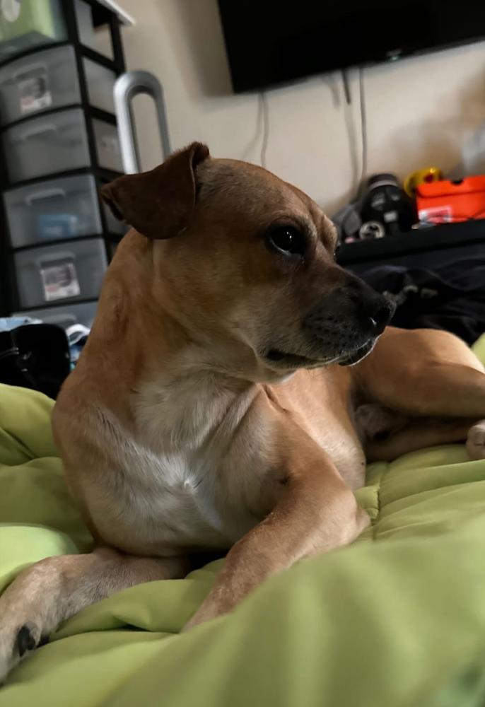Image of Quik, Lost Dog