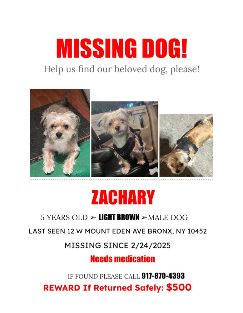 Image of Zachary, Lost Dog