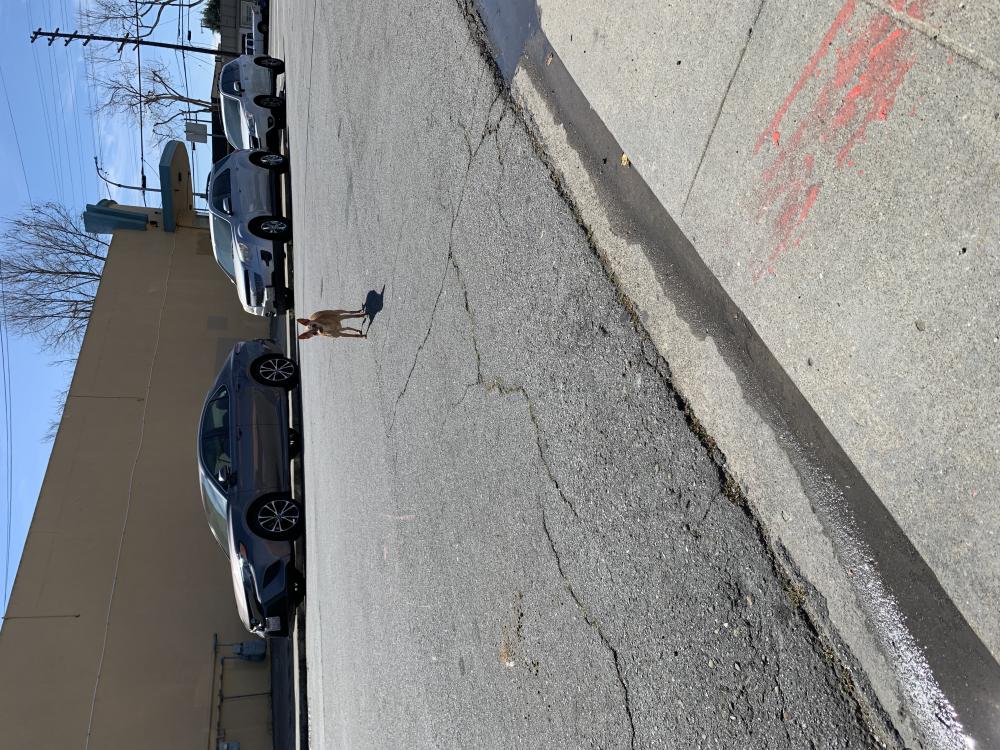 Image of Unknown, Found Dog
