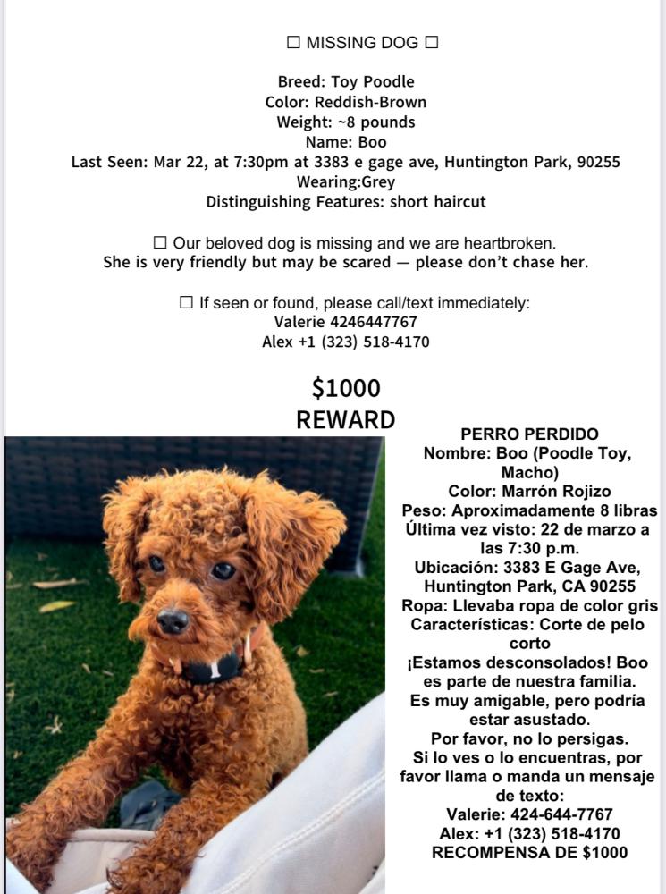 Image of Boo, Lost Dog