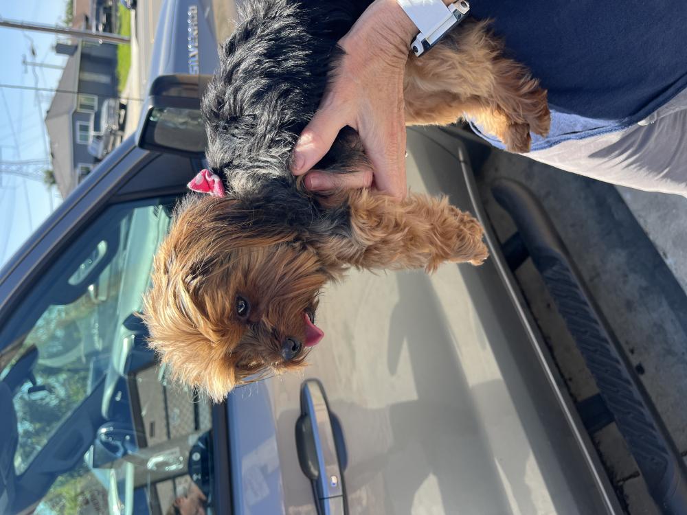 Image of Unknown, Found Dog