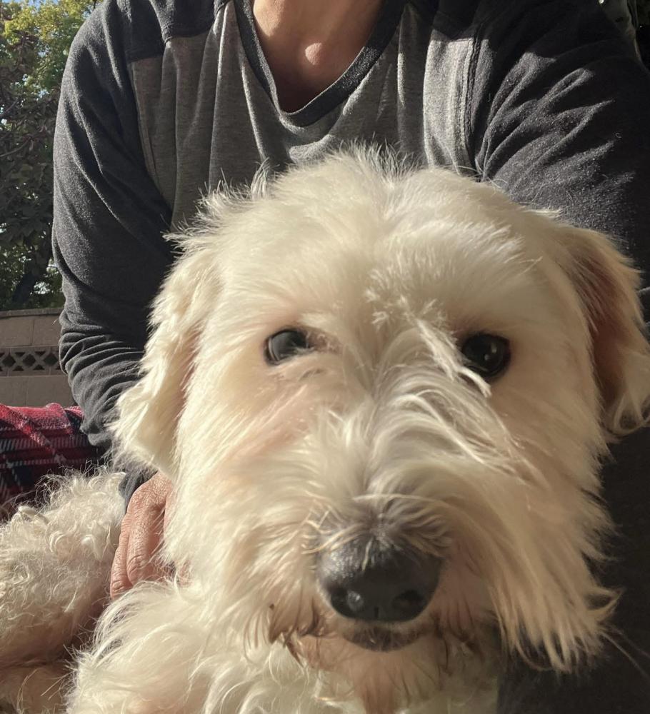 Image of Unknown, Found Dog