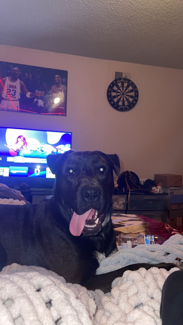 Image of Kobe, Lost Dog