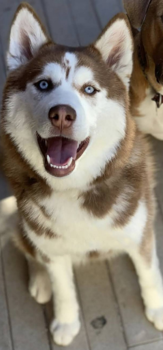 Image of Bear, Lost Dog
