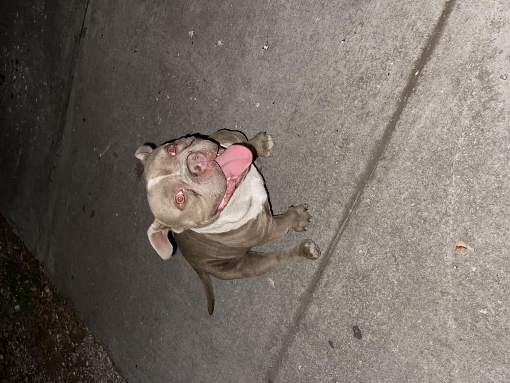 Image of Unknown, Found Dog