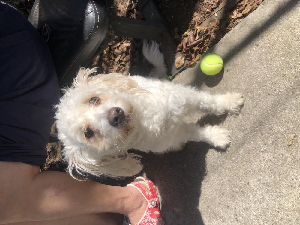 Image of Unknown, Found Dog