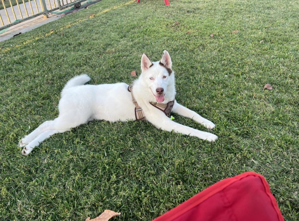 Image of Maya, Lost Dog