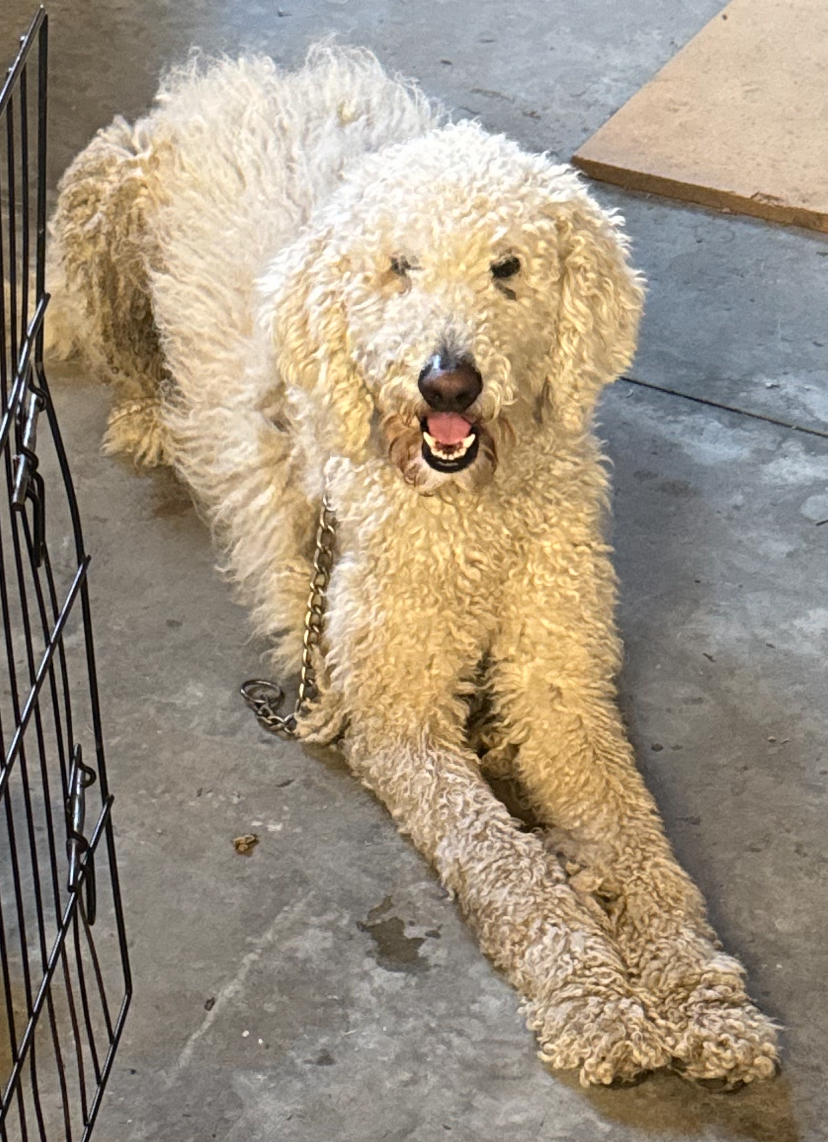 Image of Unknown, Found Dog