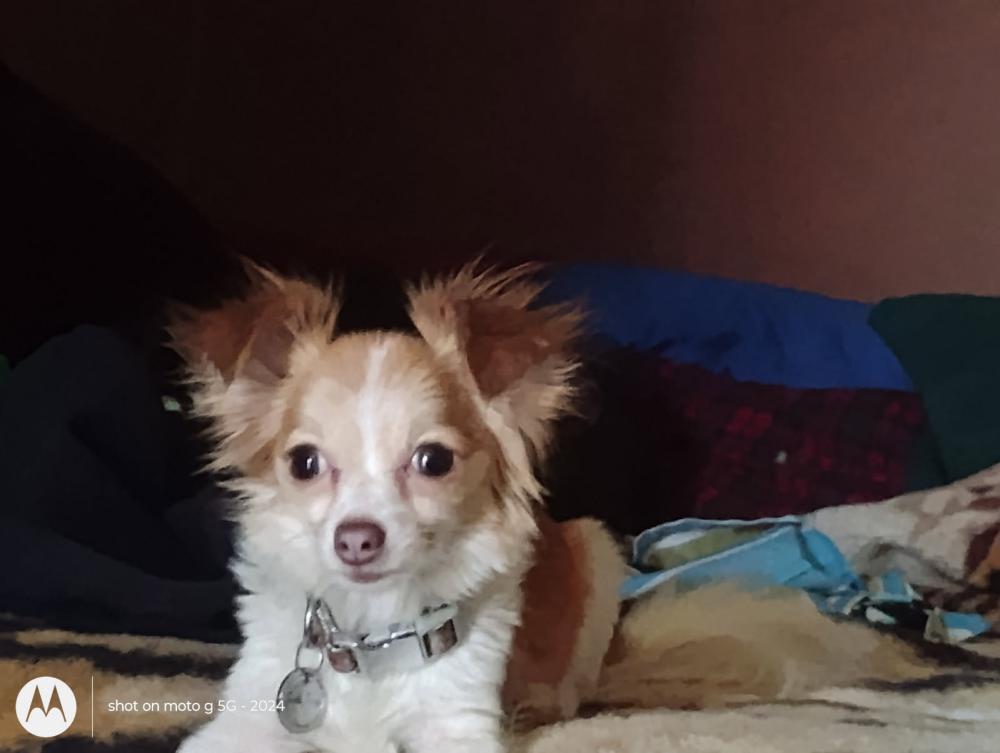 Image of Nala, Lost Dog