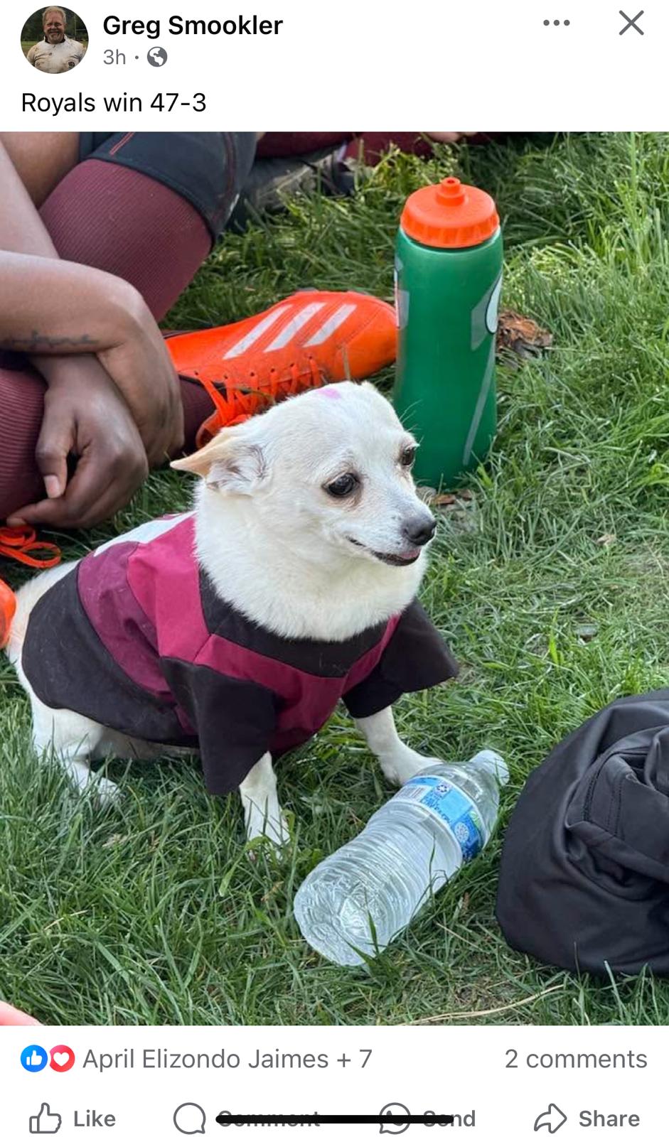 Image of Zero, Lost Dog