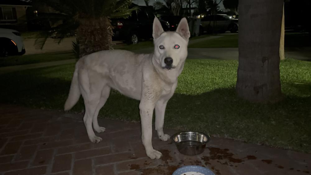 Image of unknowns, Found Dog