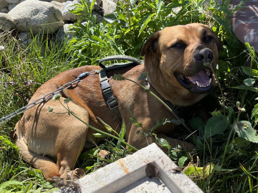 Image of Unknown, Found Dog
