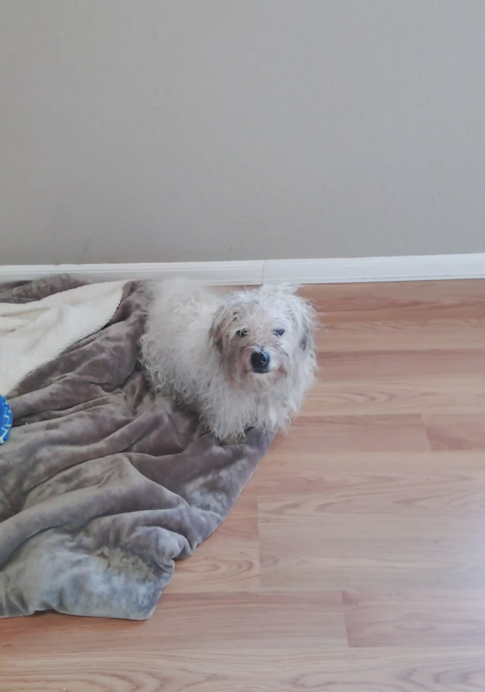 Image of Unknown, Found Dog
