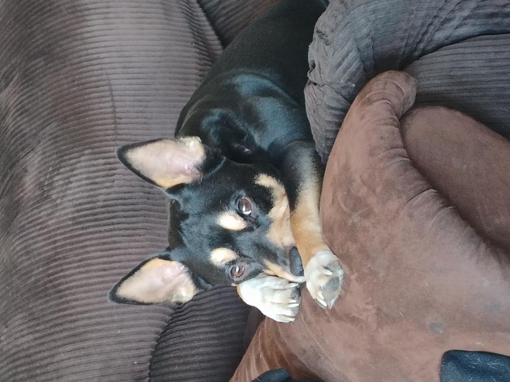 Image of Rocko, Lost Dog