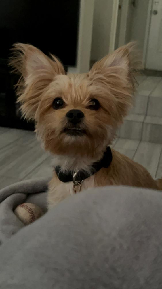 Image of Mocha, Lost Dog