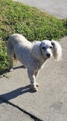 Image of Ranger, Lost Dog