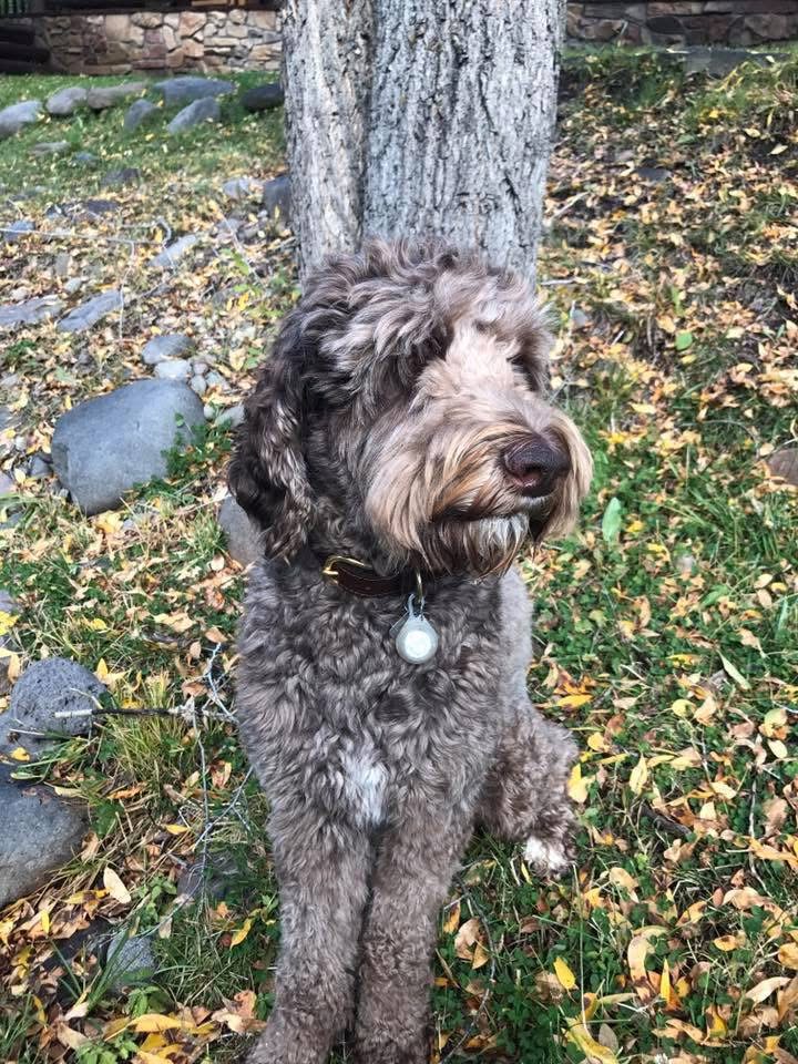 Image of Boone Edmonds, Lost Dog