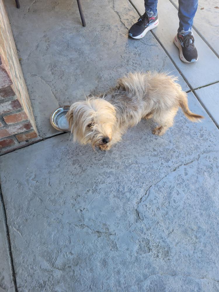 Image of Sweet Boy, Found Dog