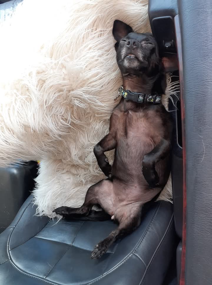 Image of Momma puppies, Lost Dog