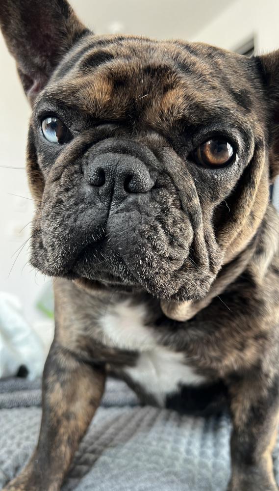 Image of Amiri, Lost Dog