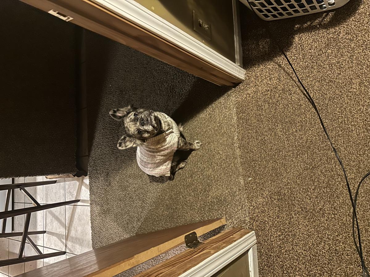 Image of Jenesis, Lost Dog