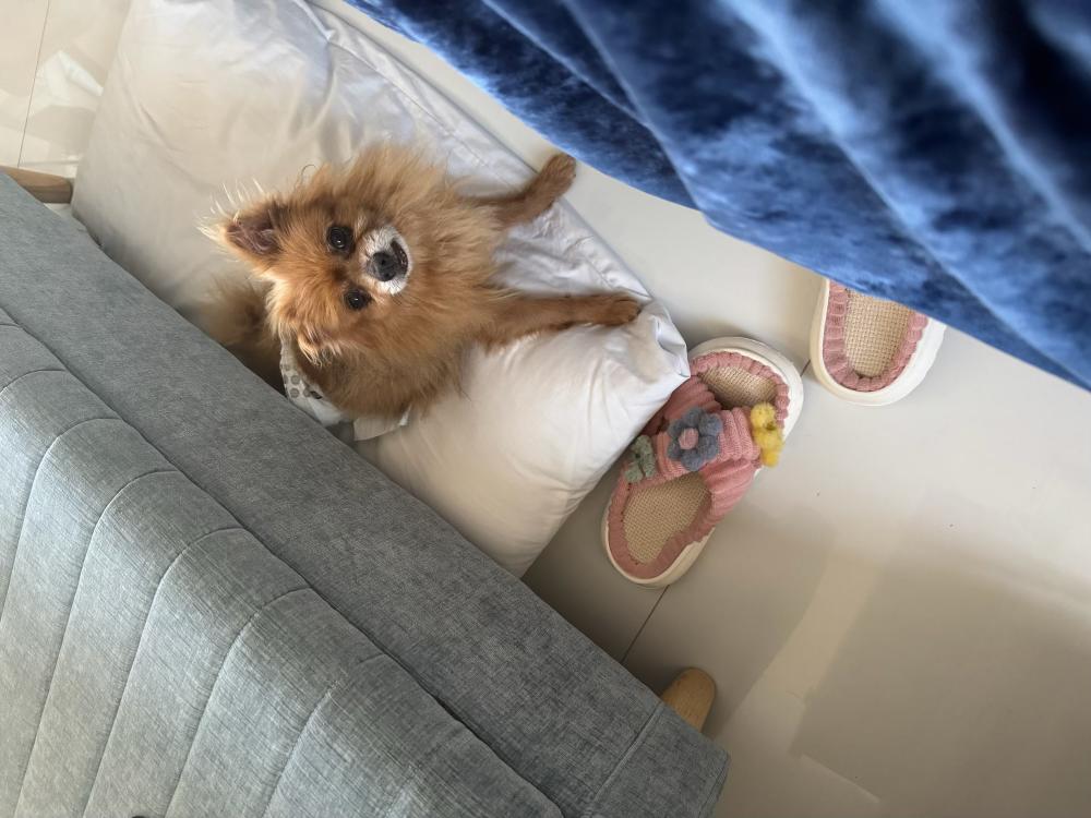 Image of Unknown, Found Dog
